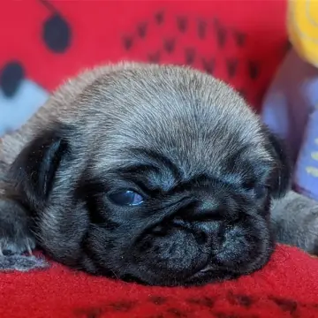 Ella