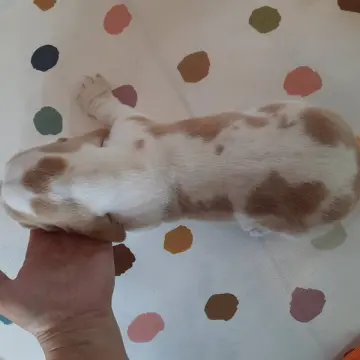Nigel | image 9