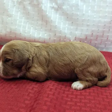 Kira