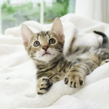 Test advertisement - Adorable Kitten For Sale | image 2