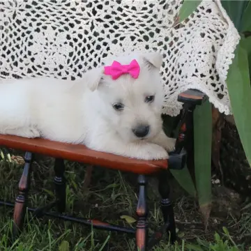 Josie