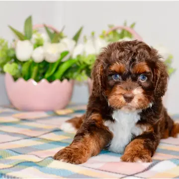 Jax | image 2