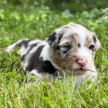 Jack