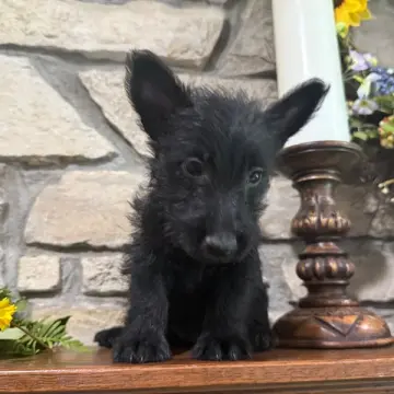 Angus | image 2
