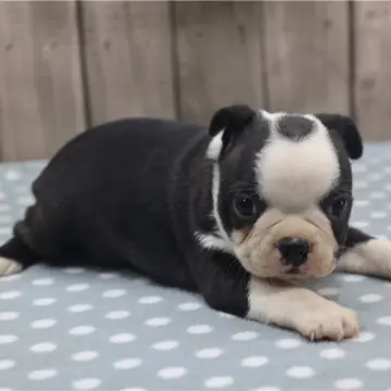 Millie | image 2