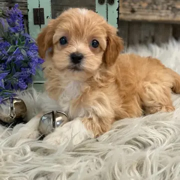 Lenny | image 2