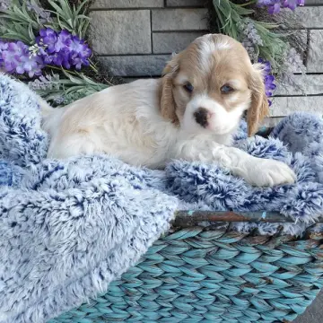 Elias | image 2