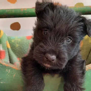 Otis