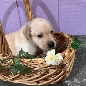 Finn