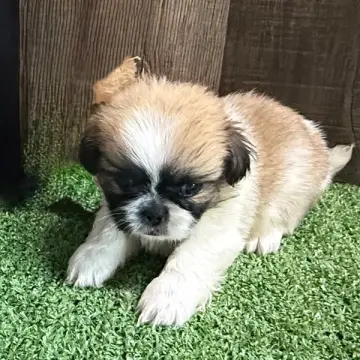Buddy | image 2