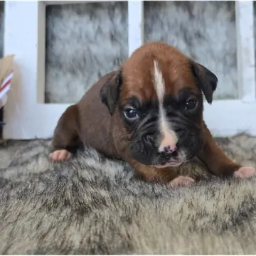 Jace | image 2