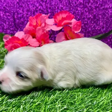 Izzy | image 2