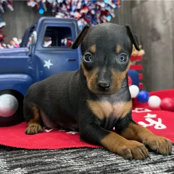 Enzo | image 3