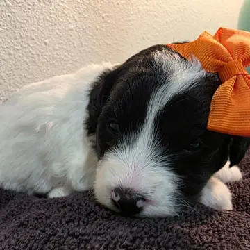 Dahlia