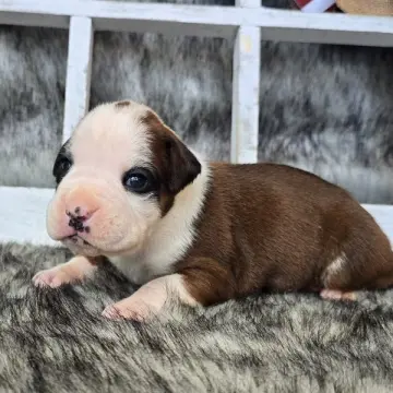 Jada | image 4