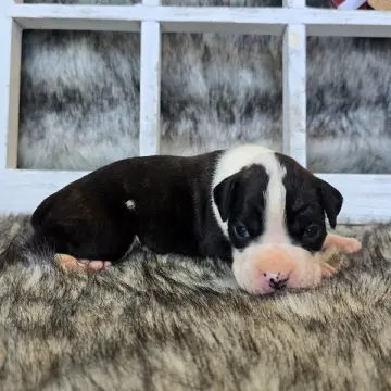 Jabari | image 2
