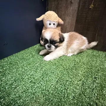 Biff | image 2