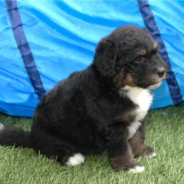 Milo | image 5