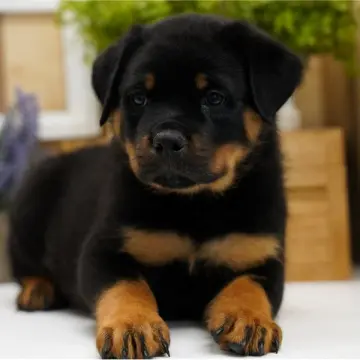 Karter | image 9