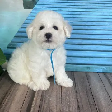 Kilo