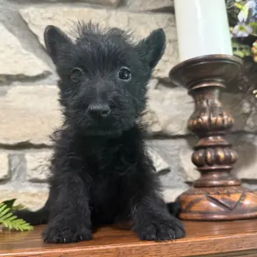Bonnie | image 2