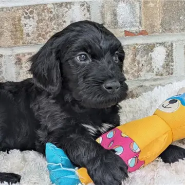 Mateo | image 2