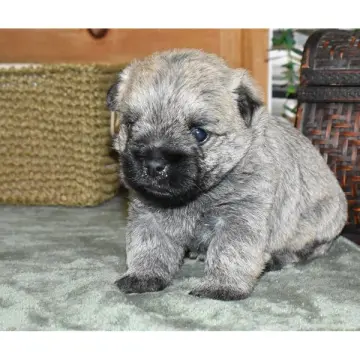 Theodore | image 9