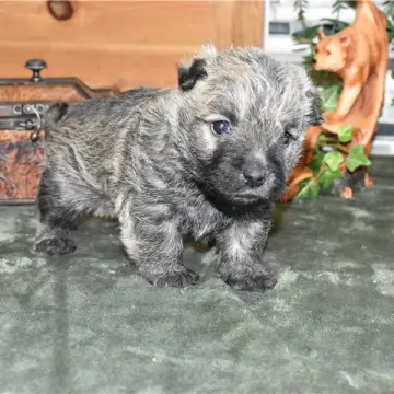Rhett | image 3