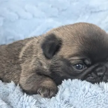 Asher | image 2