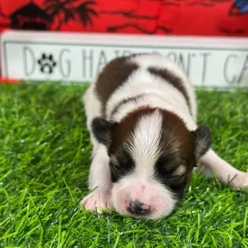 Layla | image 2