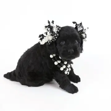 Holly | image 2