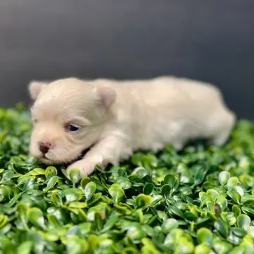 Chance