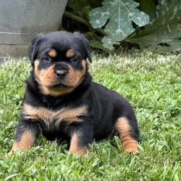 Kali | image 2