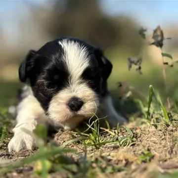 Oreo | image 3