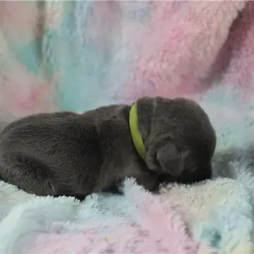 Jenson | image 3