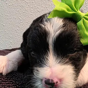 Daisy | image 6
