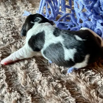 Franco | image 2