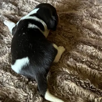 Freddie | image 4