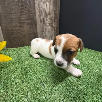 Ziggy | image 2