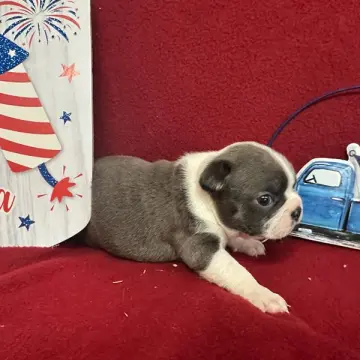 Finn