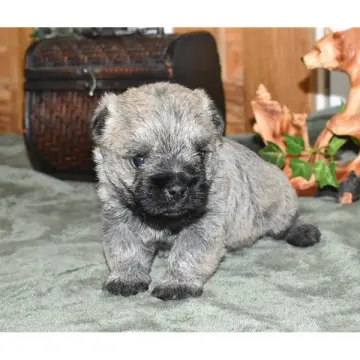 Theodore | image 6