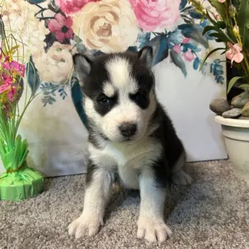 Brock | image 2