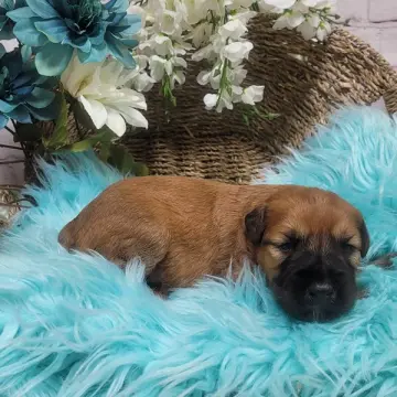 Elmer