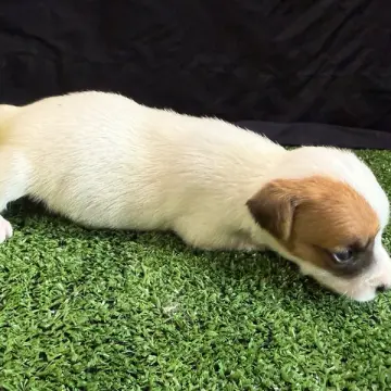 Stinker
