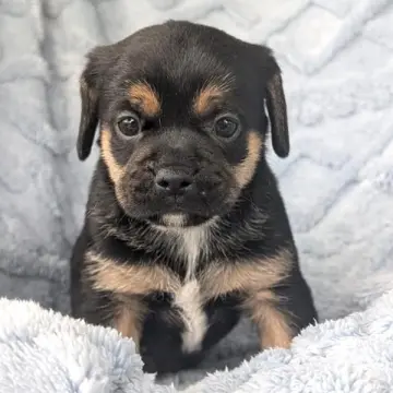 Simon