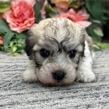 Nigel