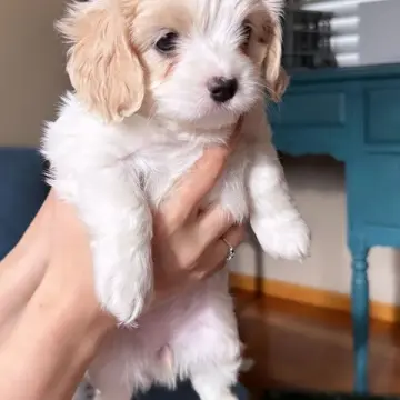 Eclair