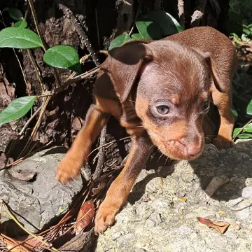 Buster Brown | image 4