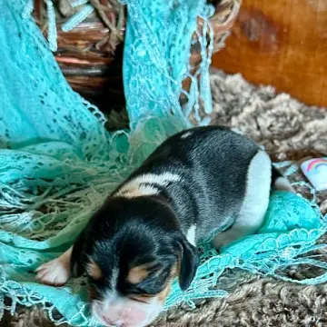 Farrah | image 3