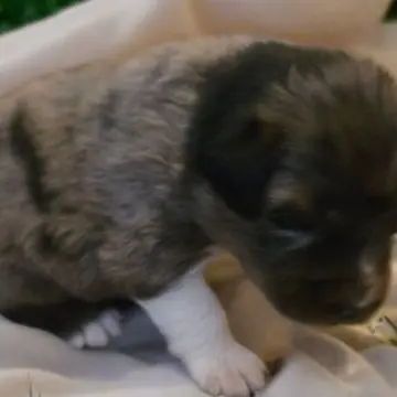 Dylan